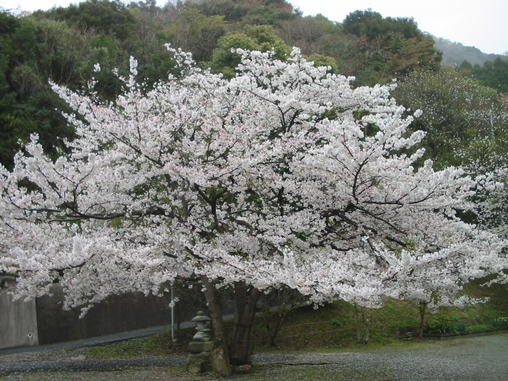 さくら の掲示板投稿写真＆画像